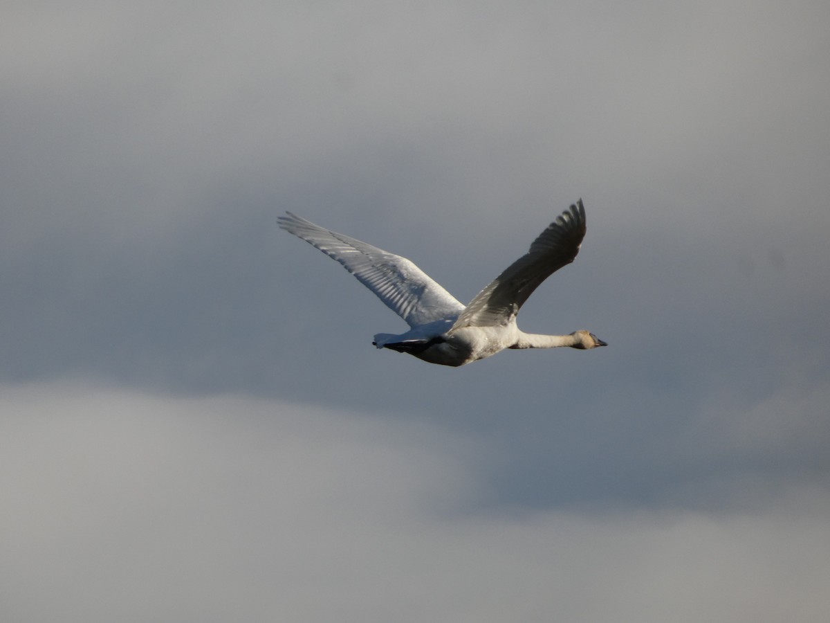 labuť trubač - ML646477960