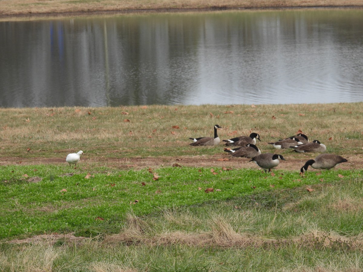 Ross's Goose - ML646477961