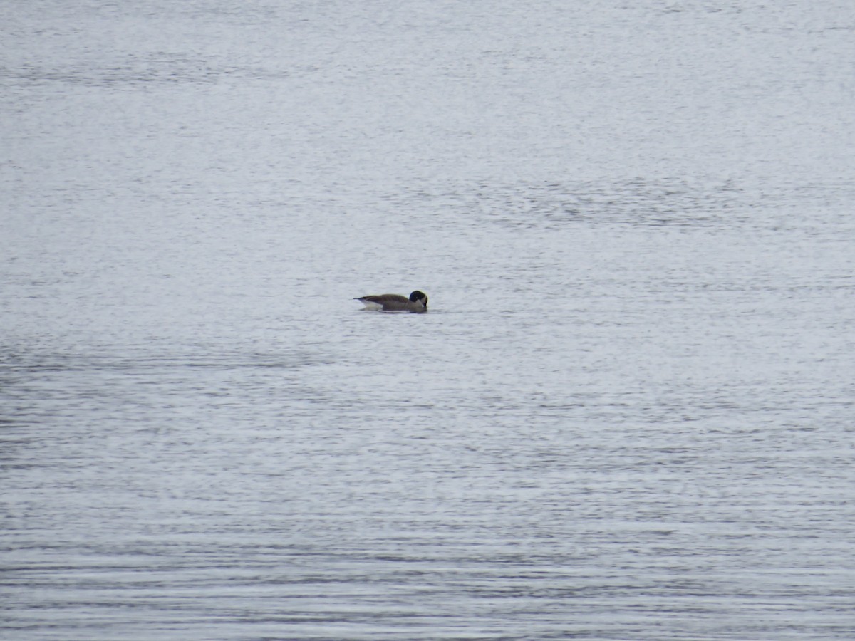 Canada Goose - ML646477962