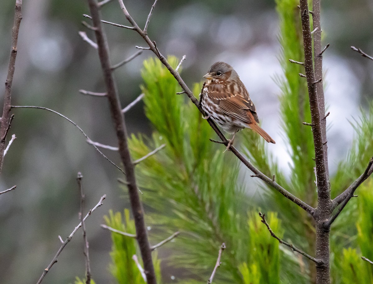 Fox Sparrow - ML646477966