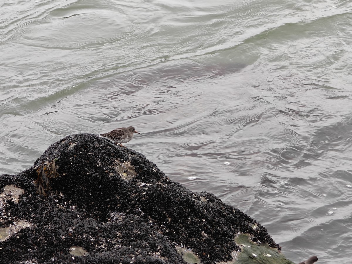 Purple Sandpiper - ML646477971