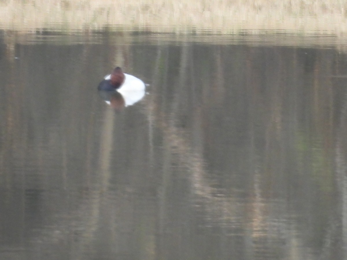 Canvasback - ML646477972