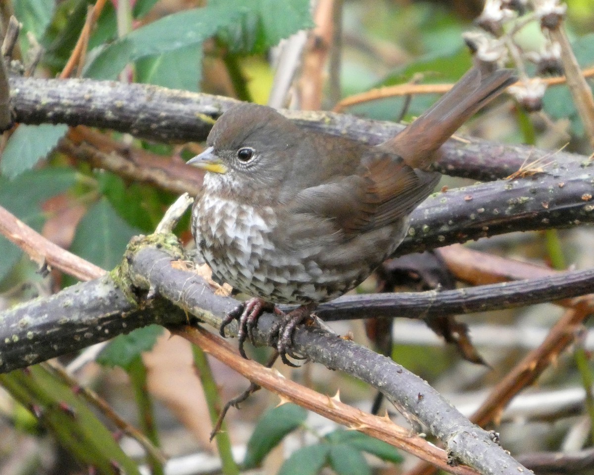 Пестрогрудая овсянка [группа unalaschcensis] - ML646477973