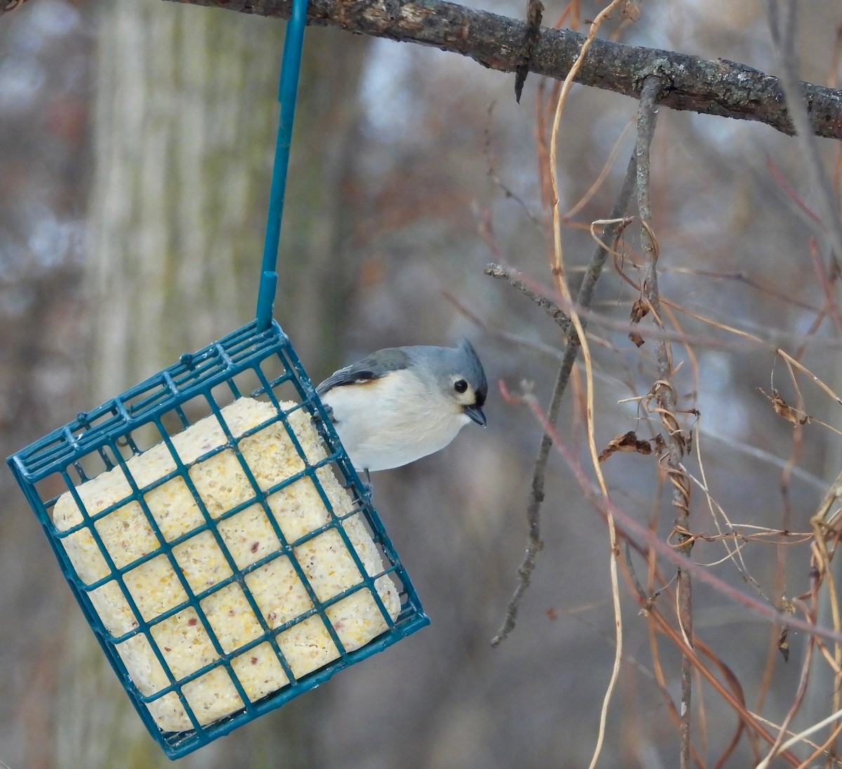 Tufted Titmouse - ML646477975