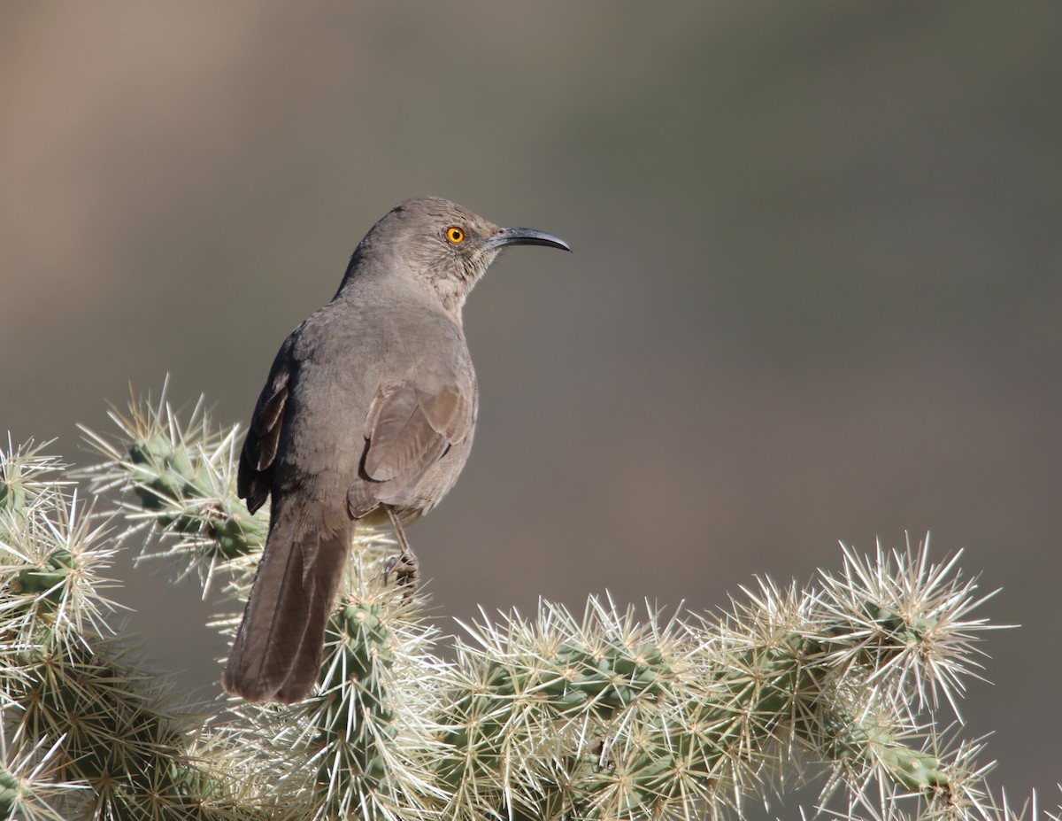 Curve-billed Thrasher - ML646477978