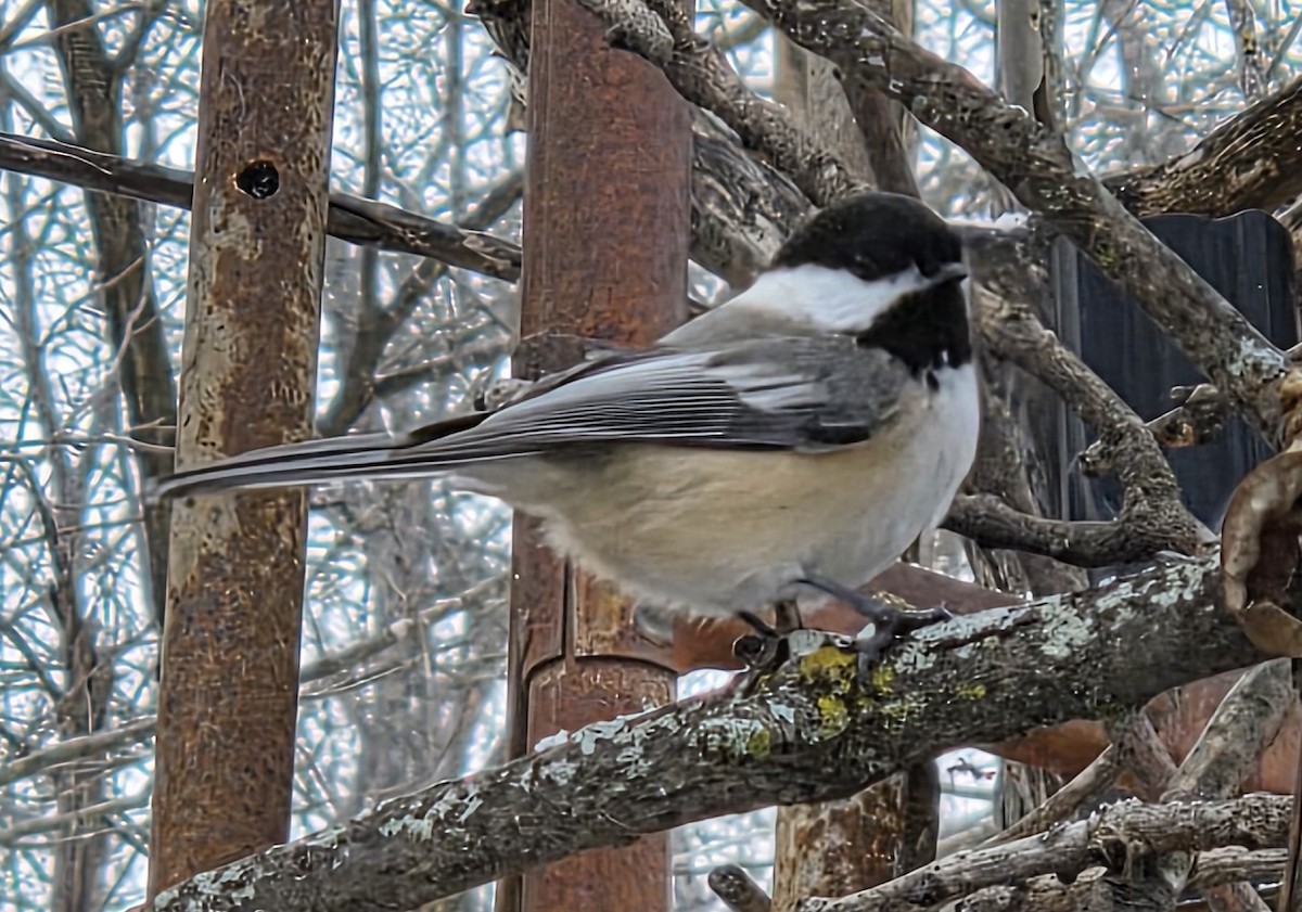 Black-capped Chickadee - ML646477979