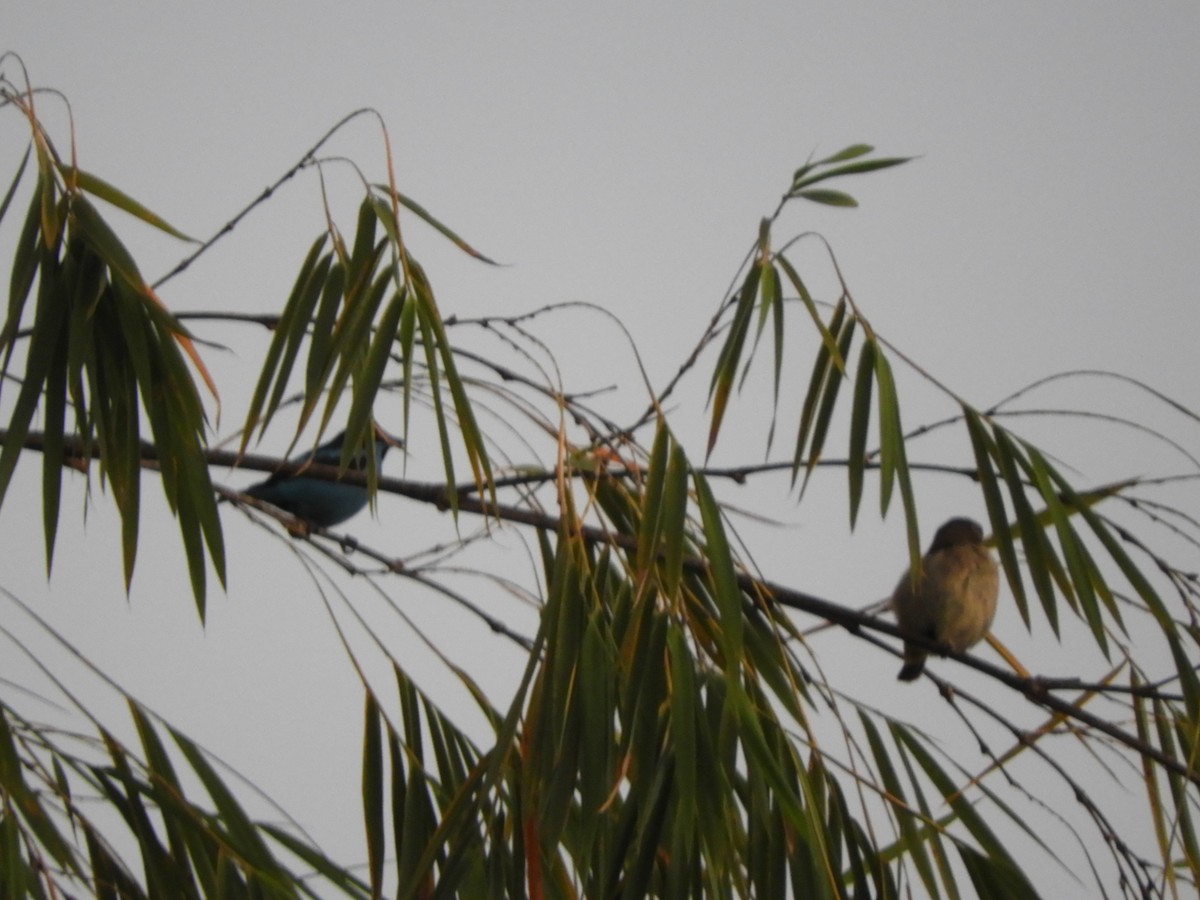 Turquoise Dacnis - ML646477980