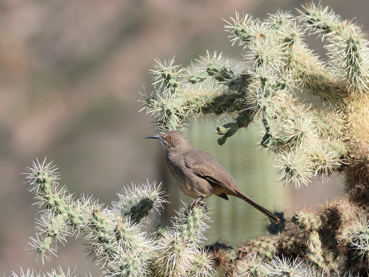 Curve-billed Thrasher - ML646477981