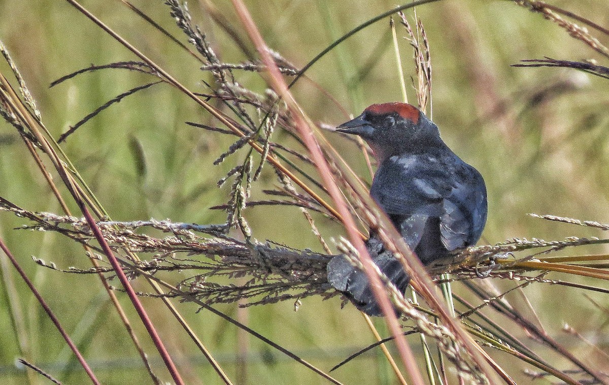 チャガシラハゴロモガラス - ML646477982