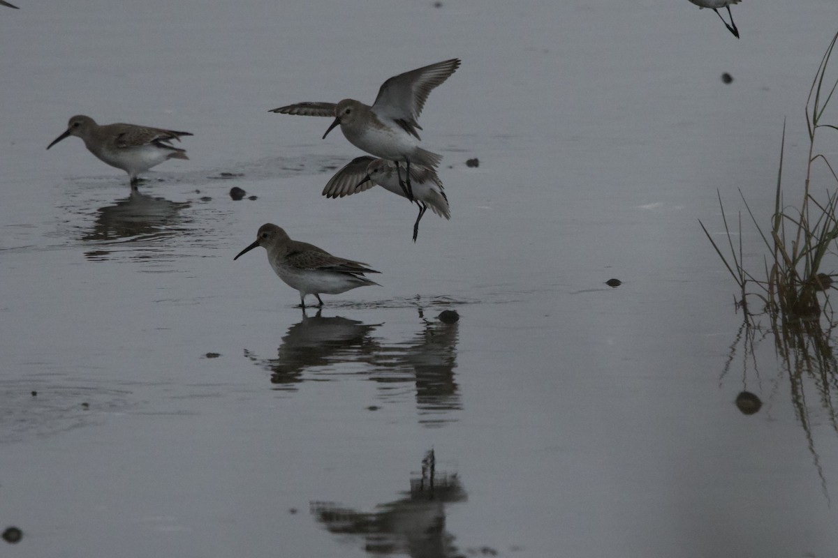 Dunlin - ML646477990