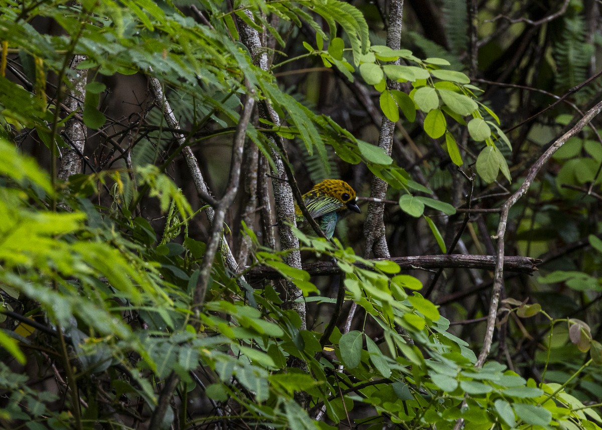Gilt-edged Tanager - ML646477993