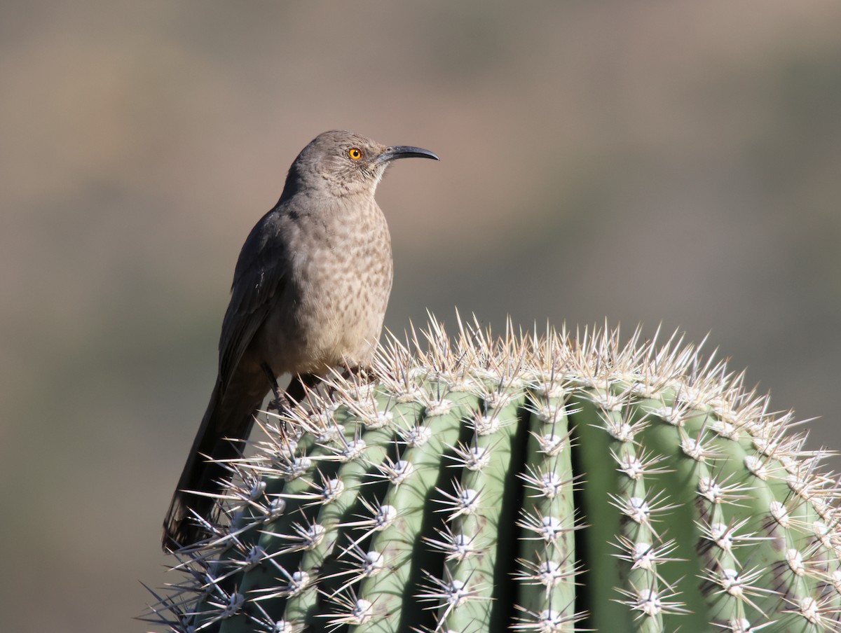 Curve-billed Thrasher - ML646477998