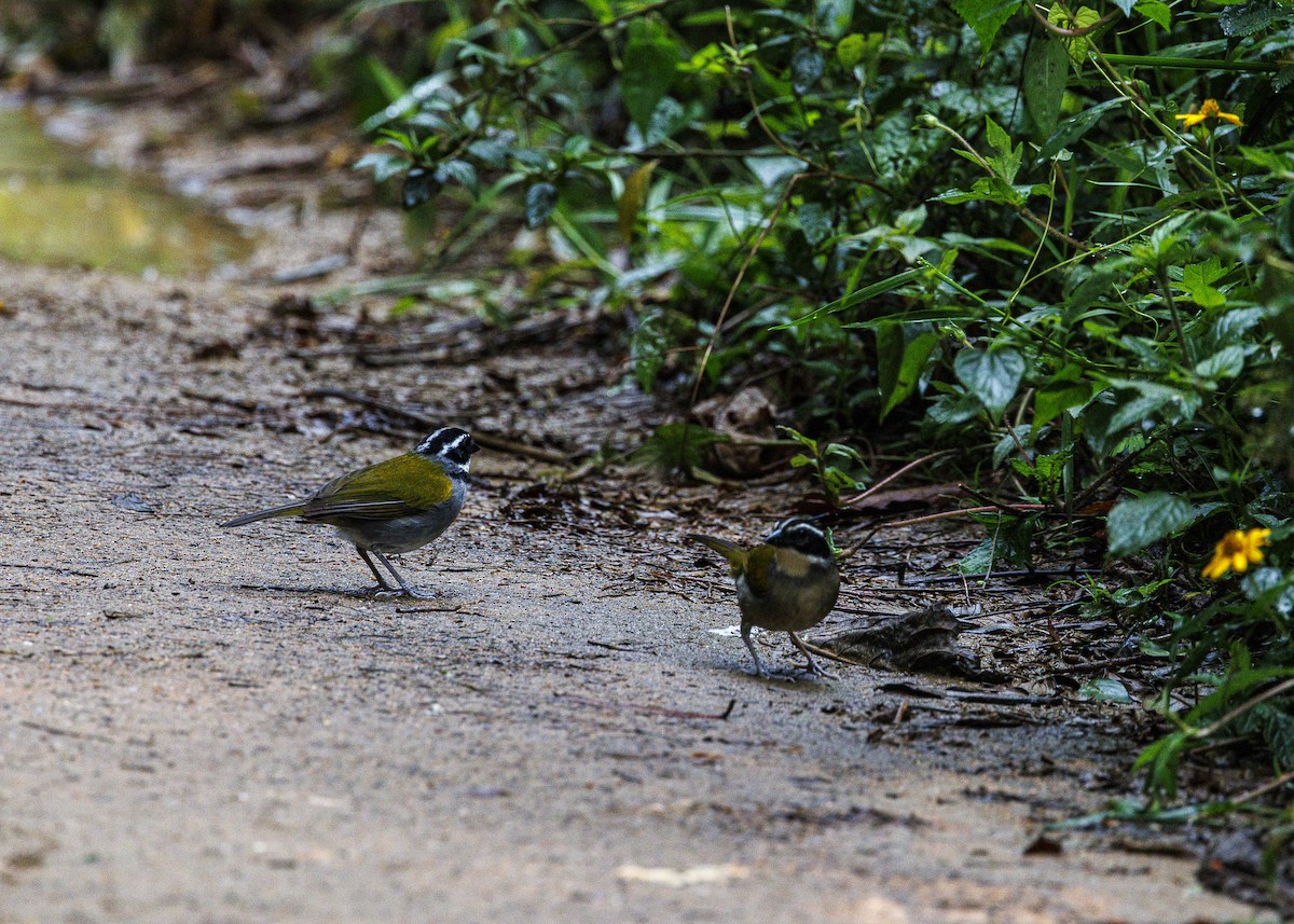 Pectoral Sparrow - ML646478001