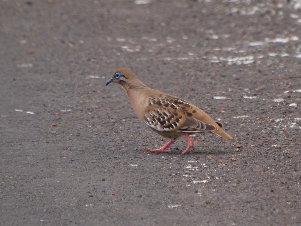hrdlička galapážská - ML646478005