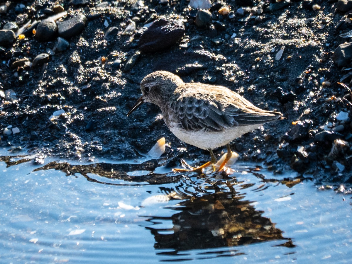 Least Sandpiper - ML646478006