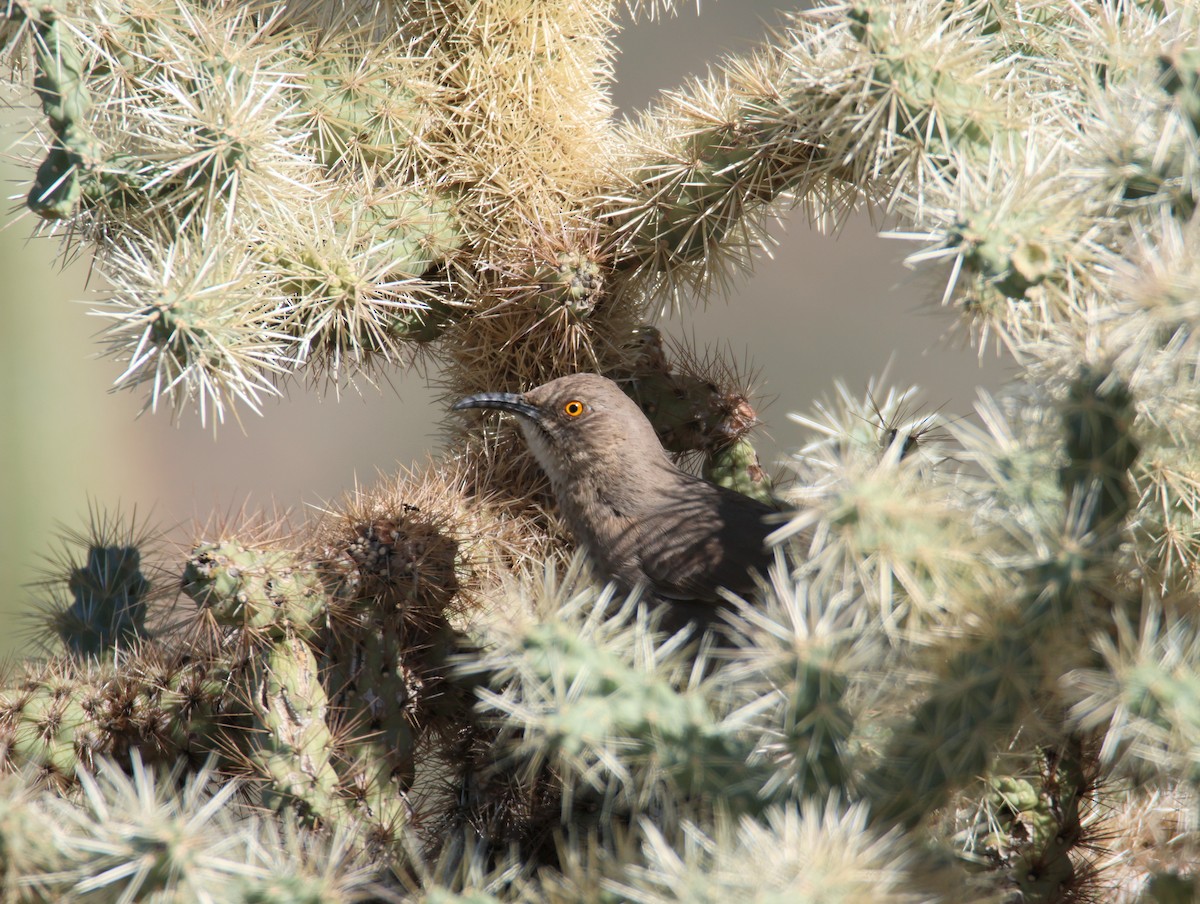 Curve-billed Thrasher - ML646478007