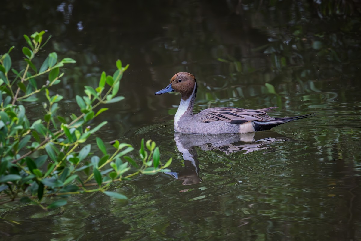 ostralka štíhlá - ML646478011