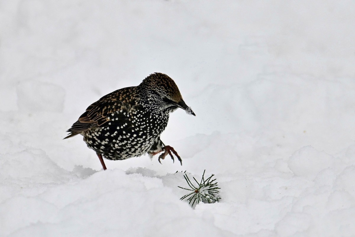European Starling - ML646478031