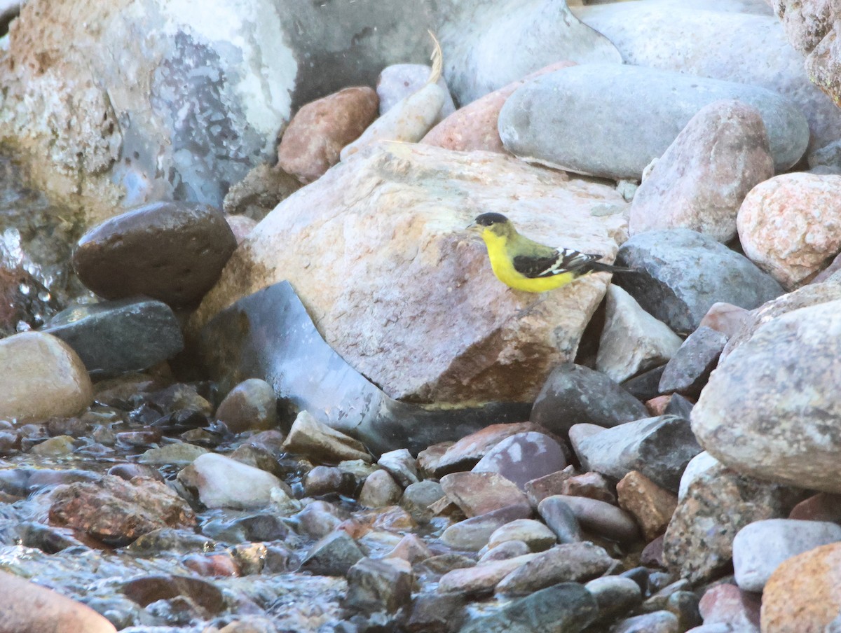 Lesser Goldfinch - ML646478032