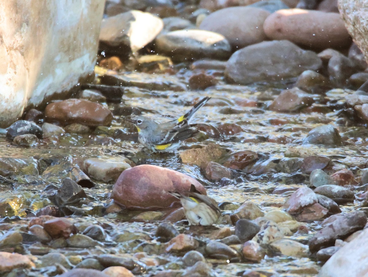 Yellow-rumped Warbler - ML646478040