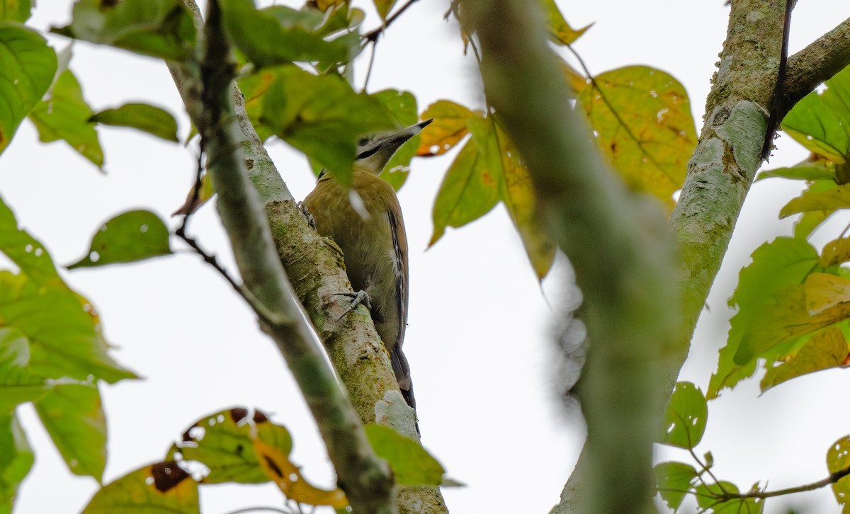 Pic cendré - ML646478053