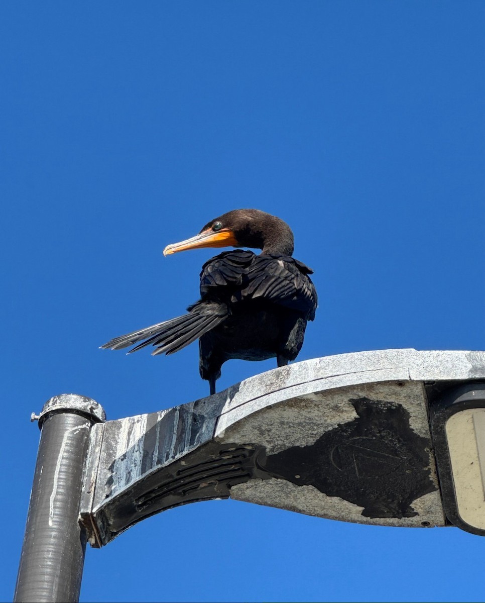 Cormorán Orejudo - ML646478054