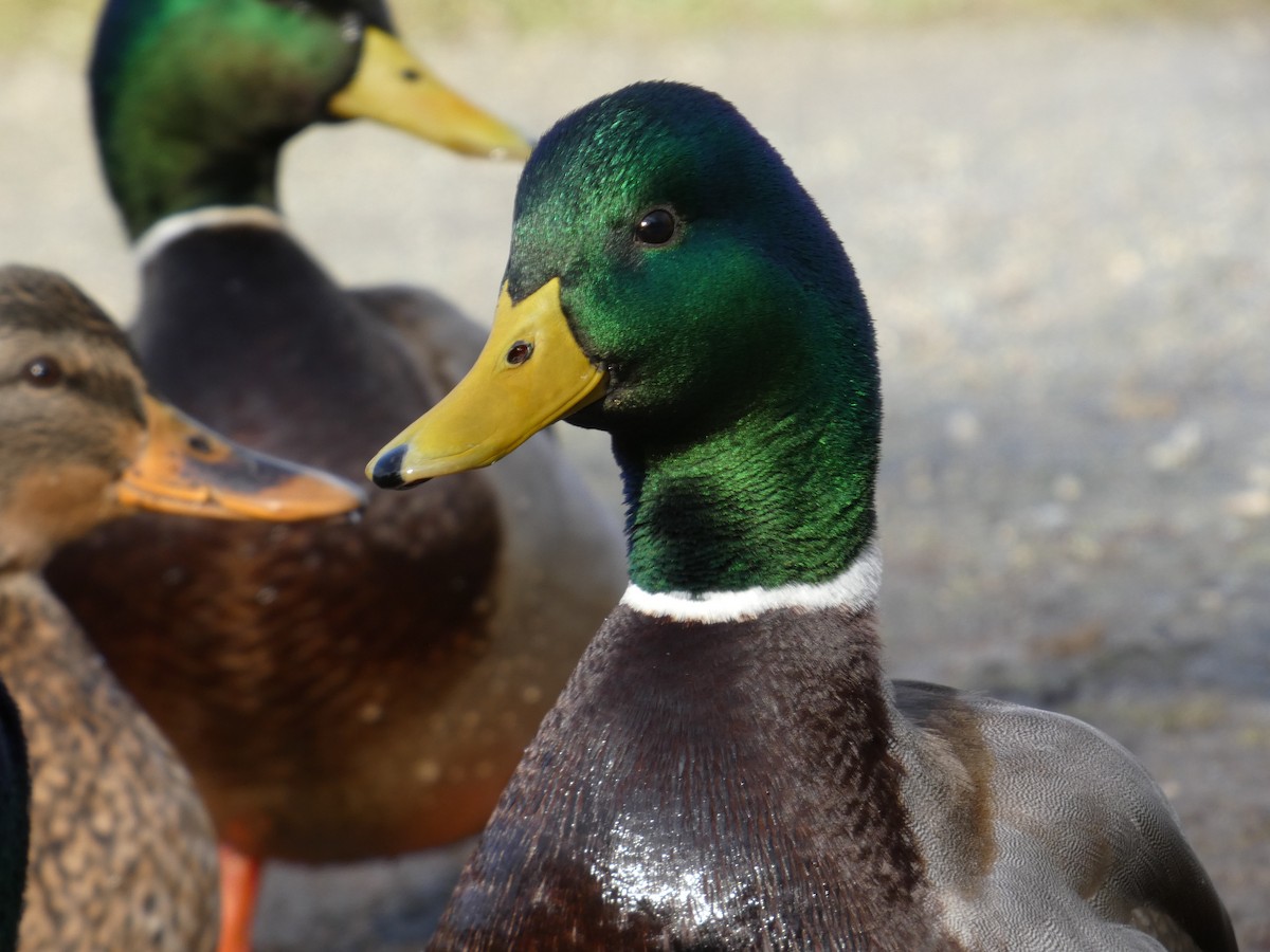 kachna divoká - ML646478057