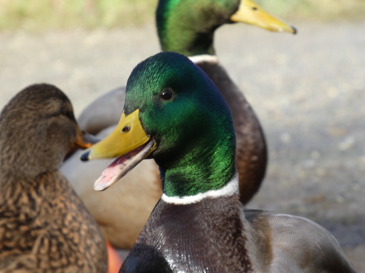 kachna divoká - ML646478058