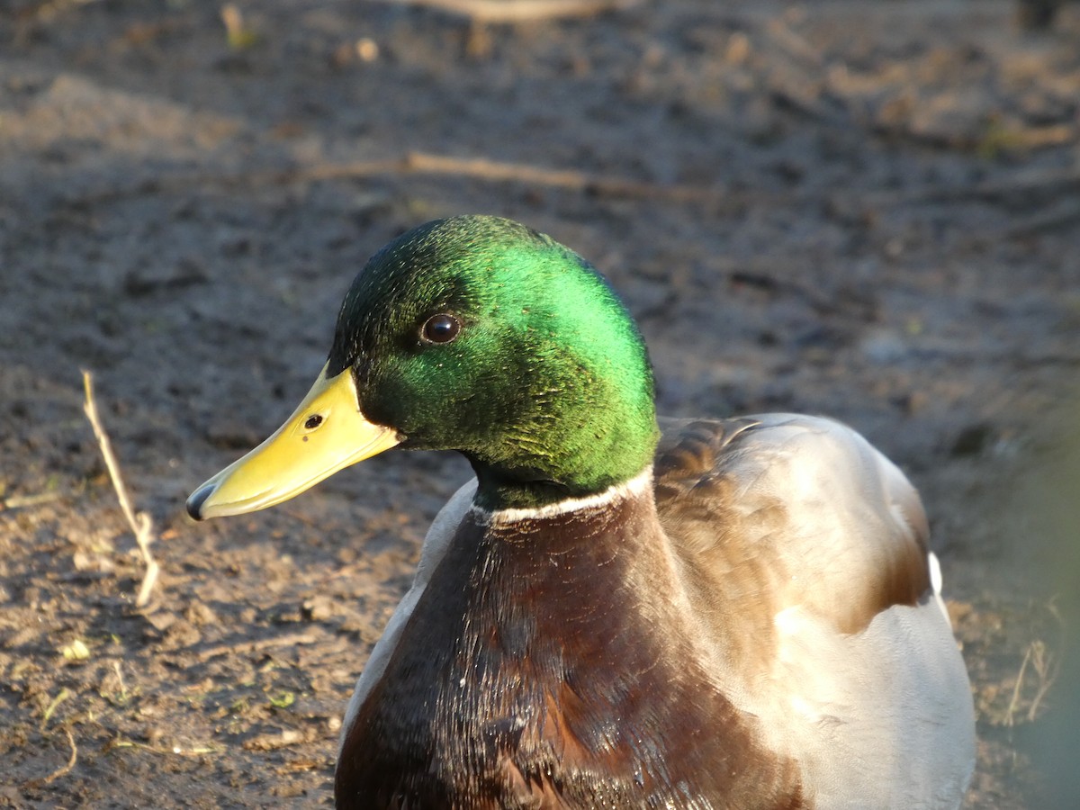 kachna divoká - ML646478059