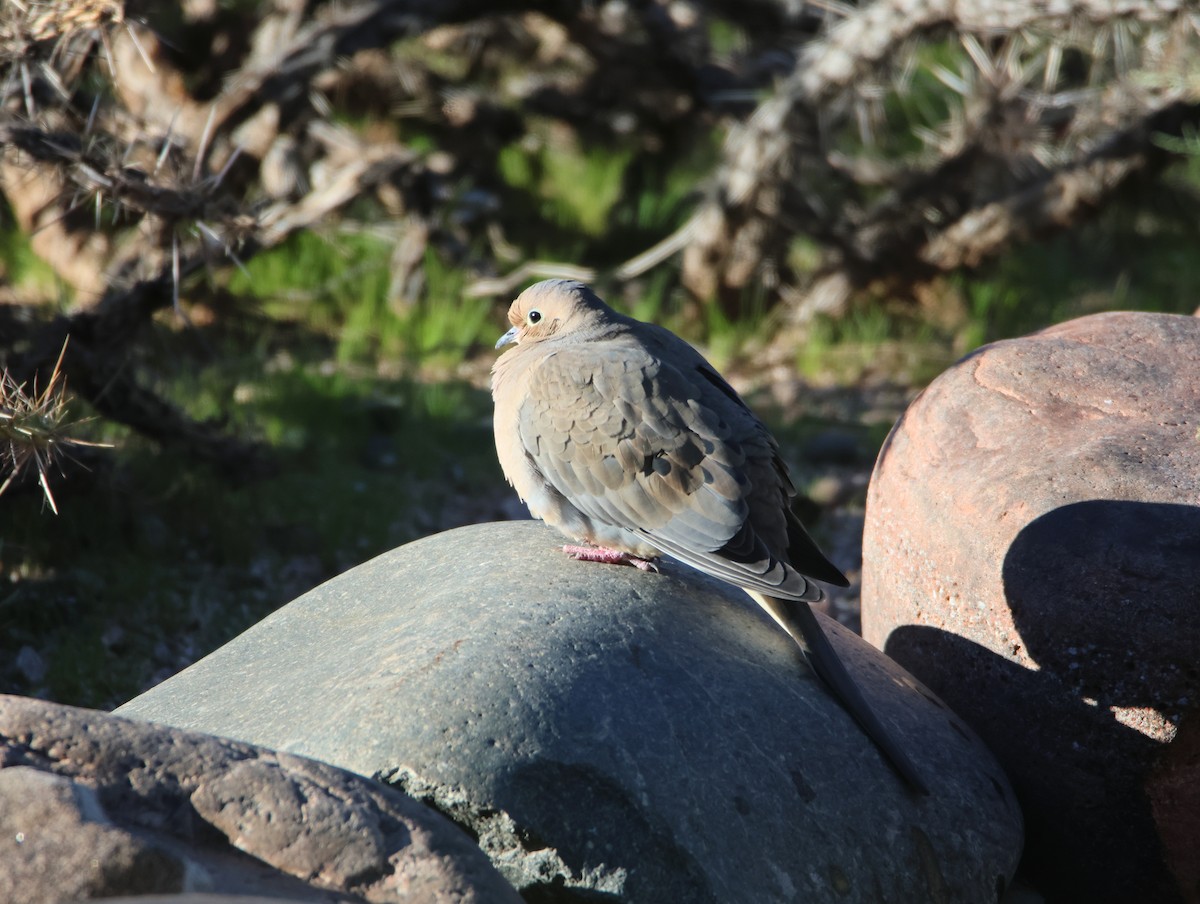 Mourning Dove - ML646478061