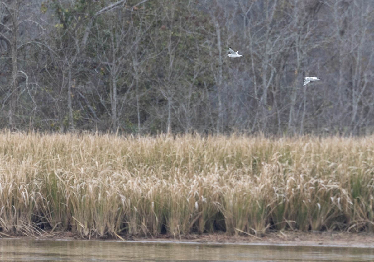 Bonaparte's Gull - ML646478064