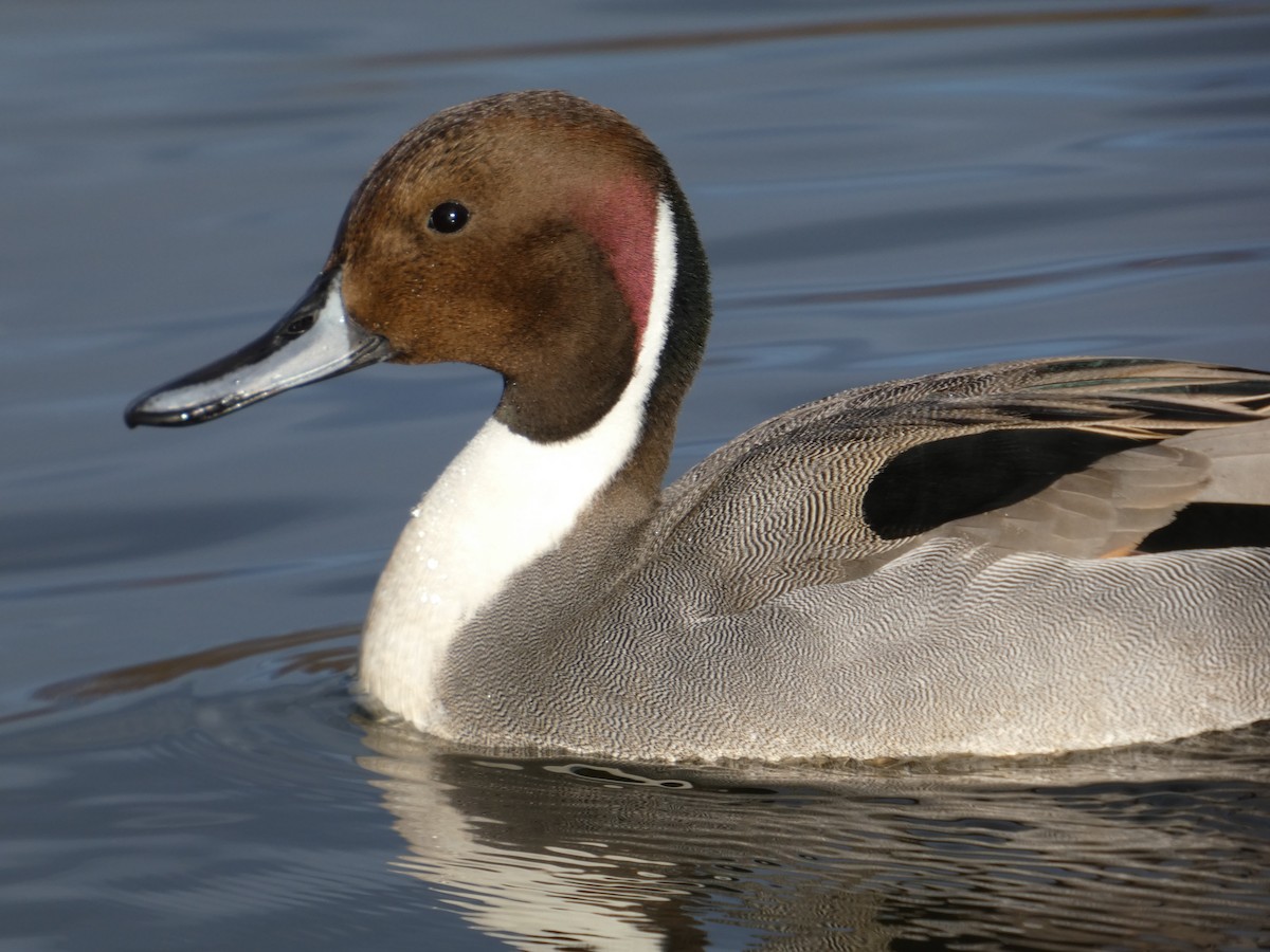 ostralka štíhlá - ML646478066