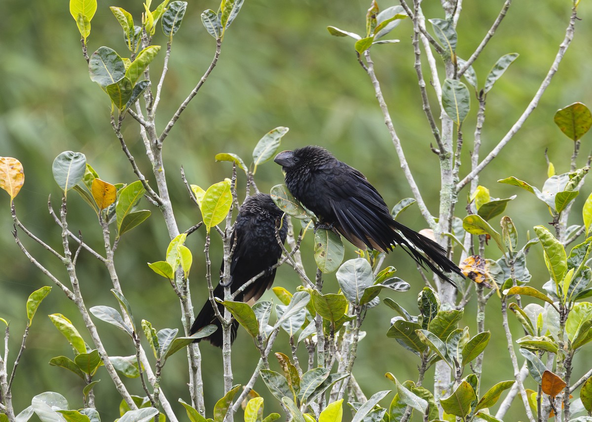 Düz Gagalı Ani - ML646478067