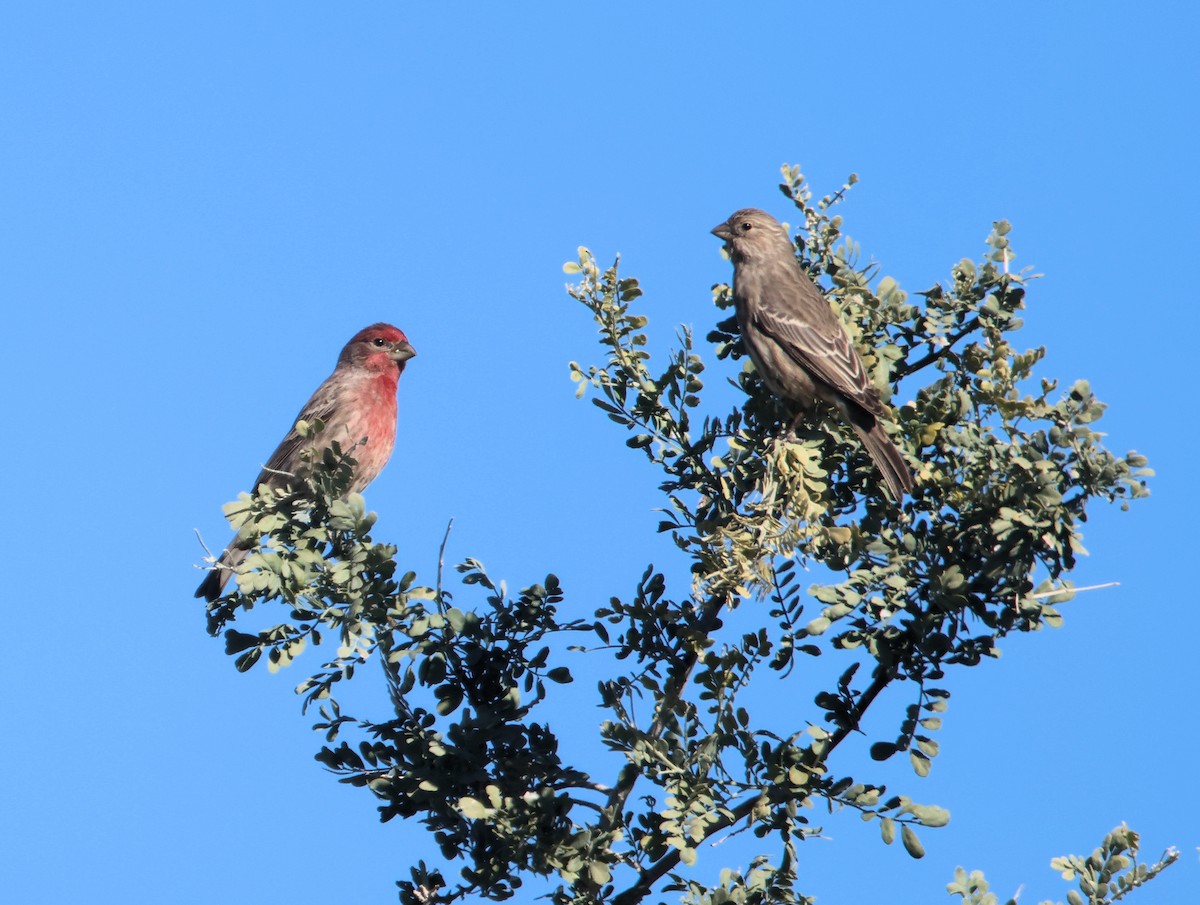 House Finch - ML646478068