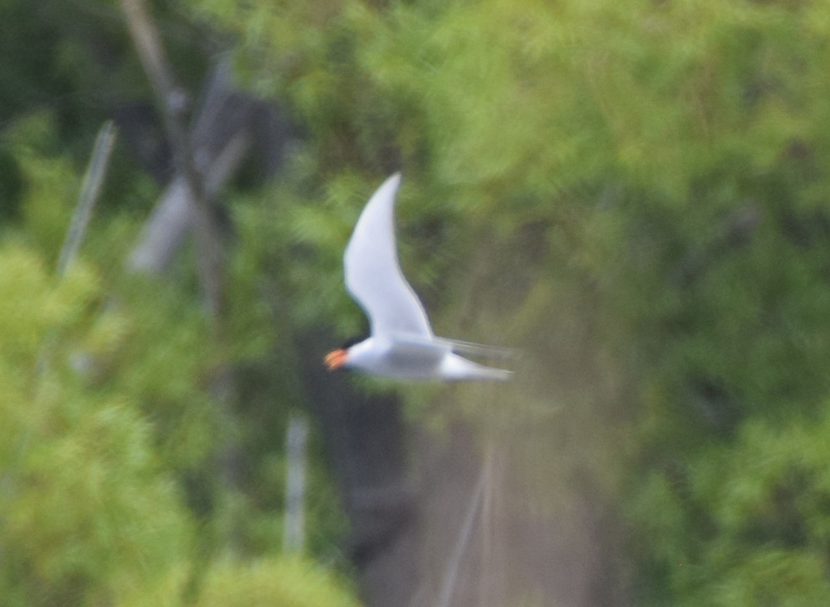 Black-fronted Tern - ML646478069