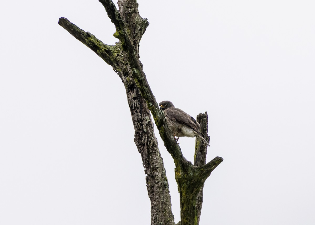 Roadside Hawk - ML646478074