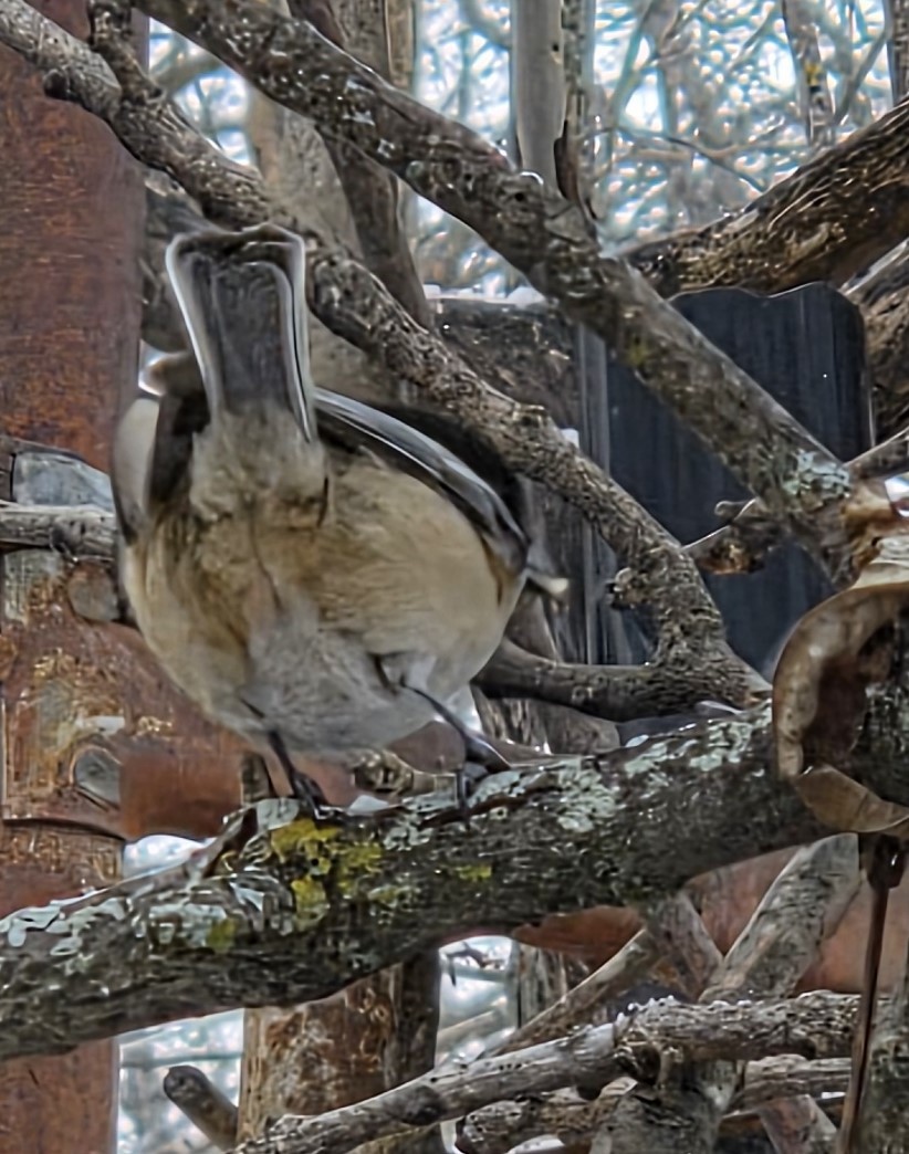 Black-capped Chickadee - ML646478075