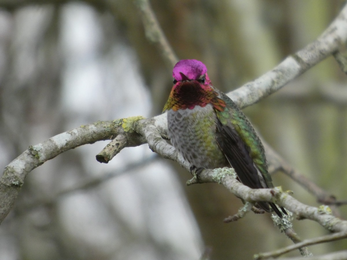 kalypta růžovohlavá - ML646478076