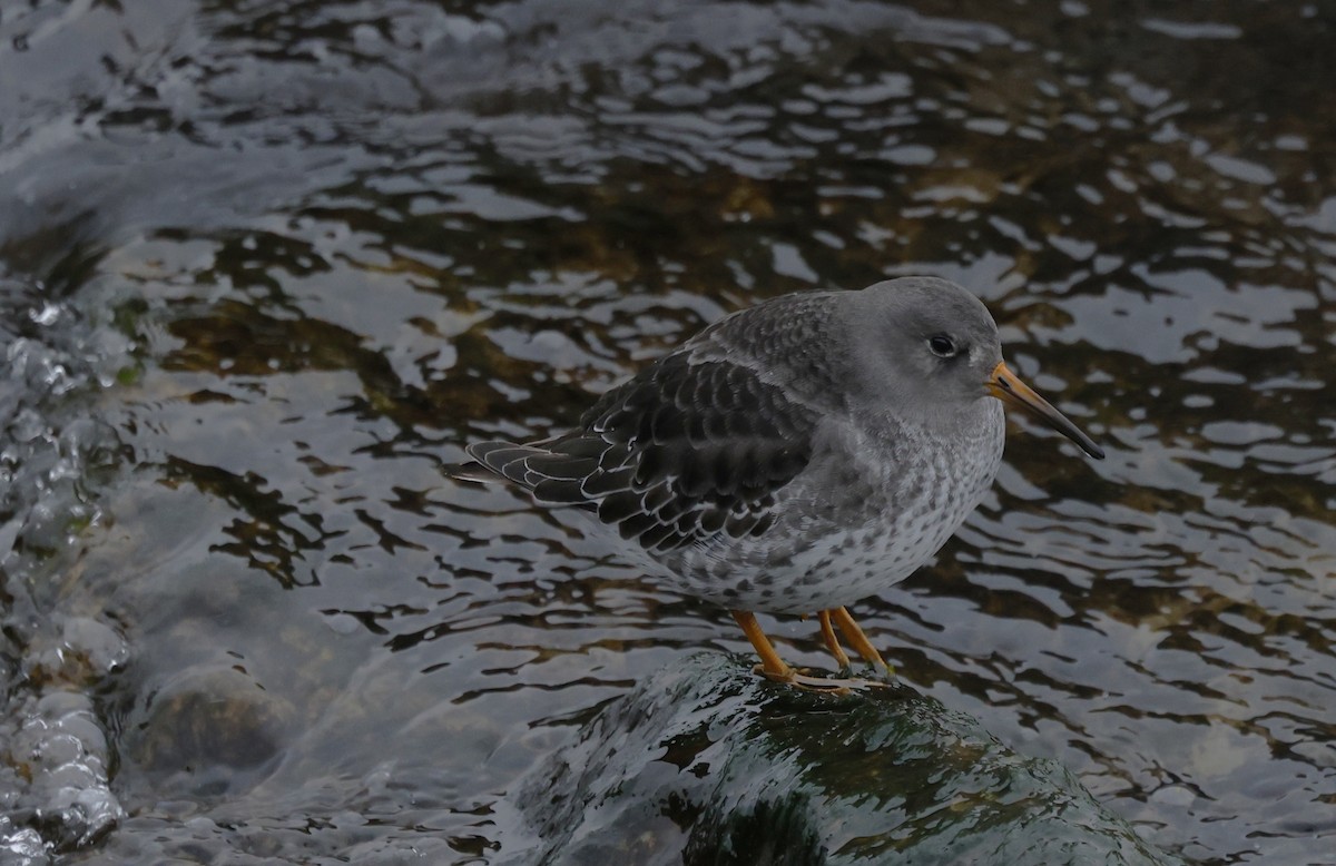 Purple Sandpiper - ML646478078