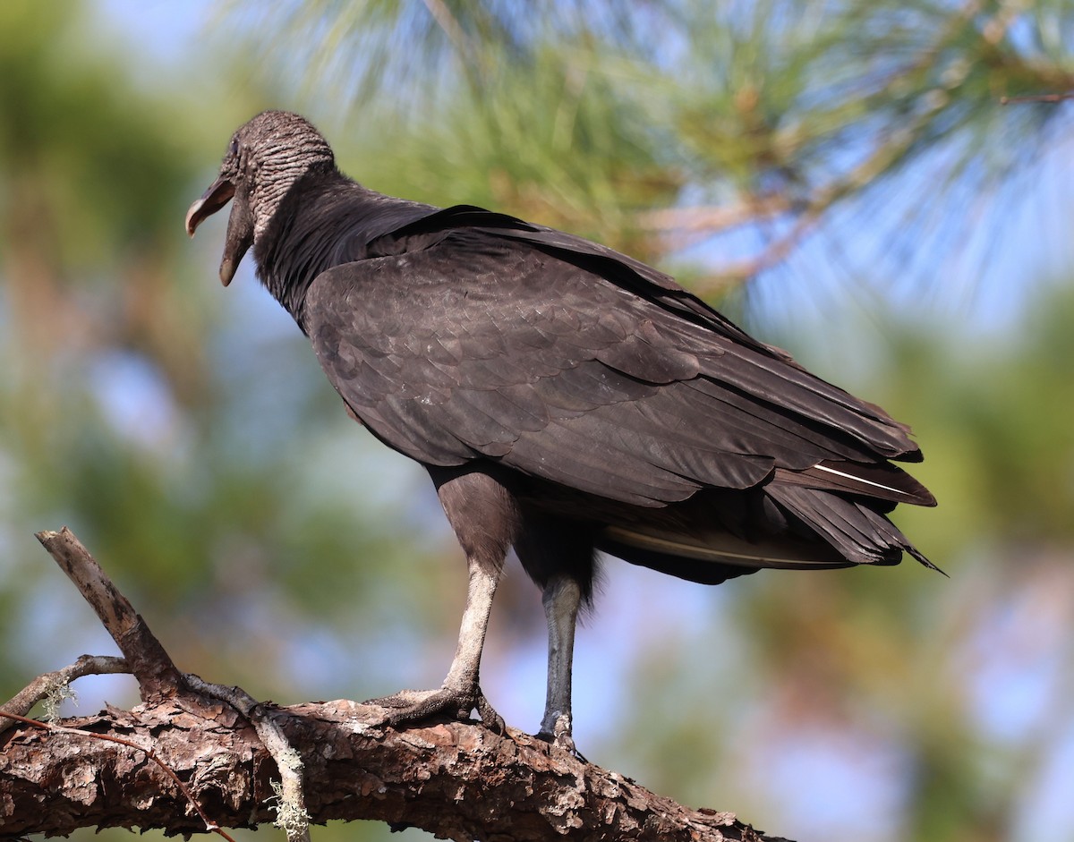 Black Vulture - ML646478079