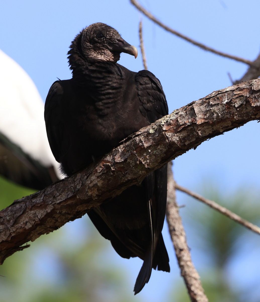 Black Vulture - ML646478080