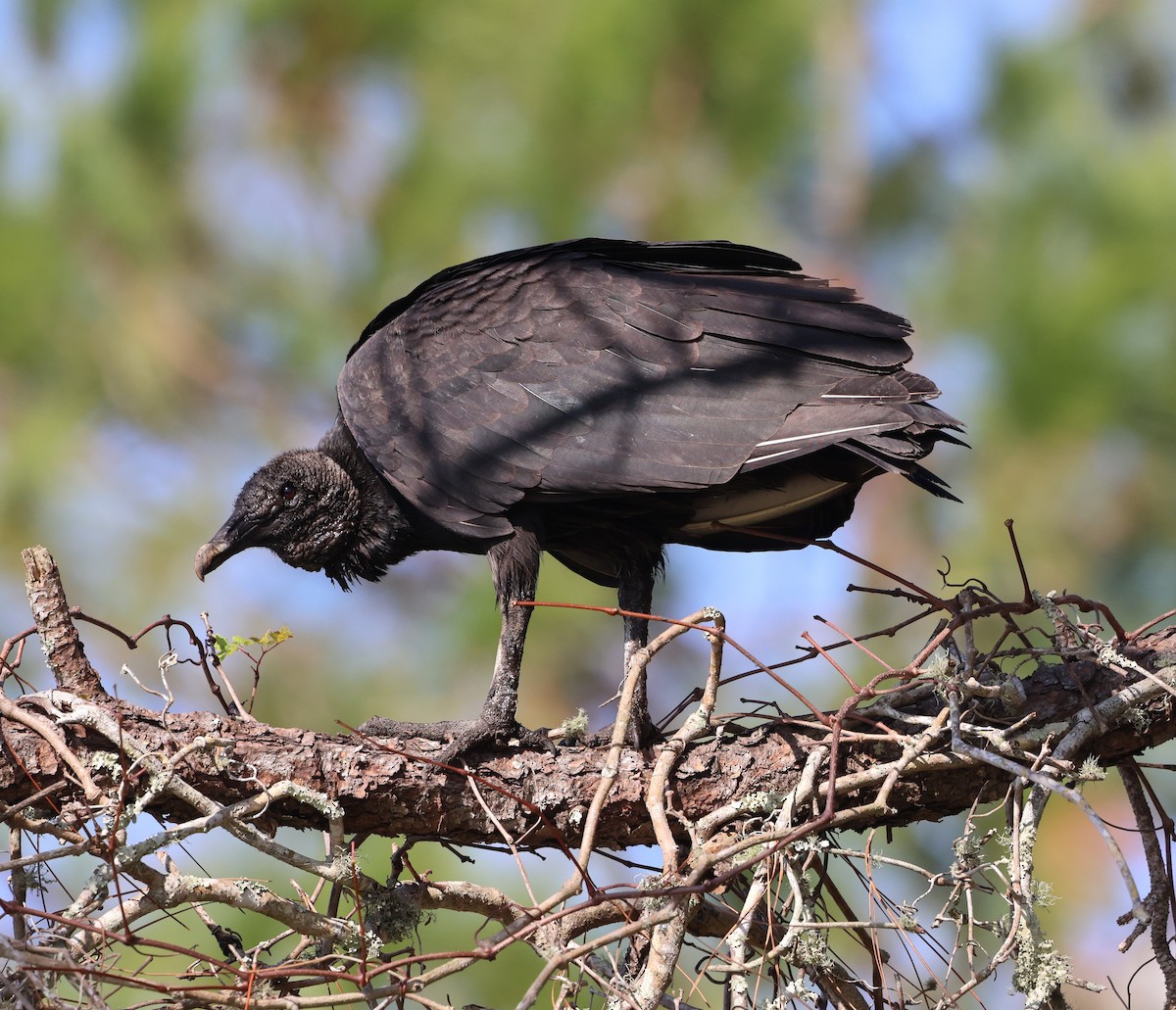Black Vulture - ML646478081