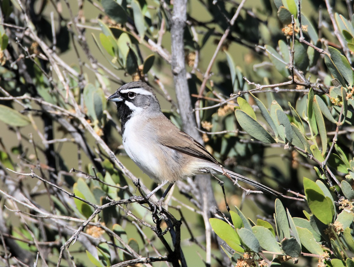 Black-throated Sparrow - ML646478083