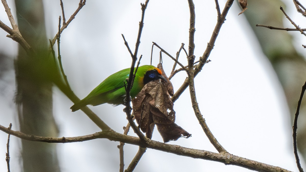 Golden-fronted Leafbird - ML646478084