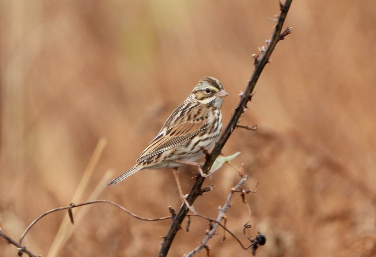 strnadec luční - ML646478089