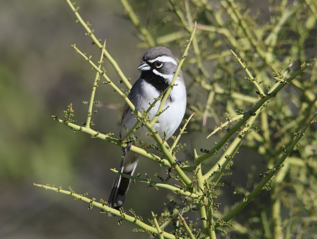 Black-throated Sparrow - ML646478090