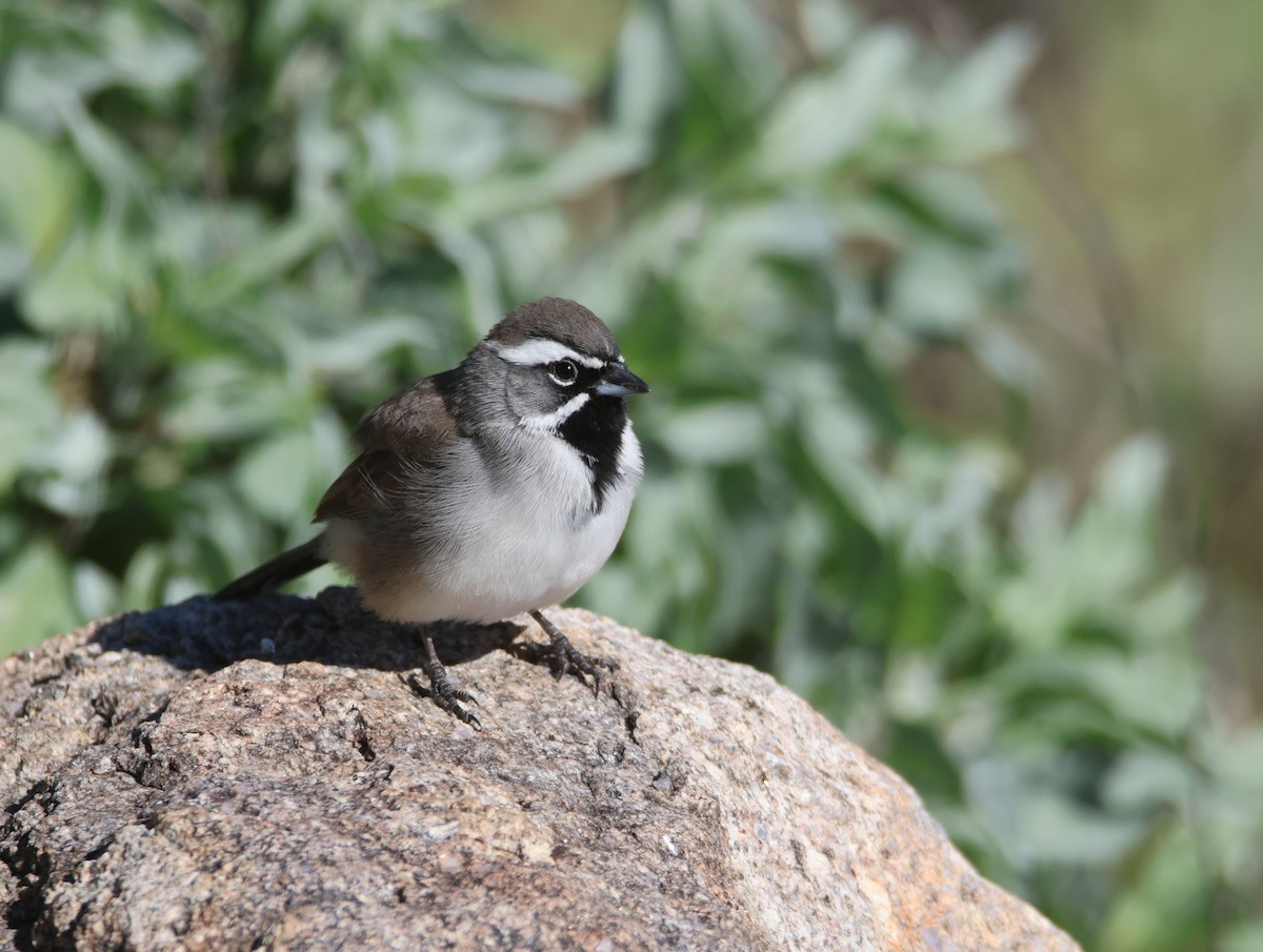 Black-throated Sparrow - ML646478092