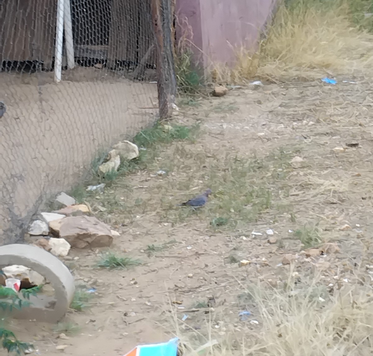 Laughing Dove - ML646478093