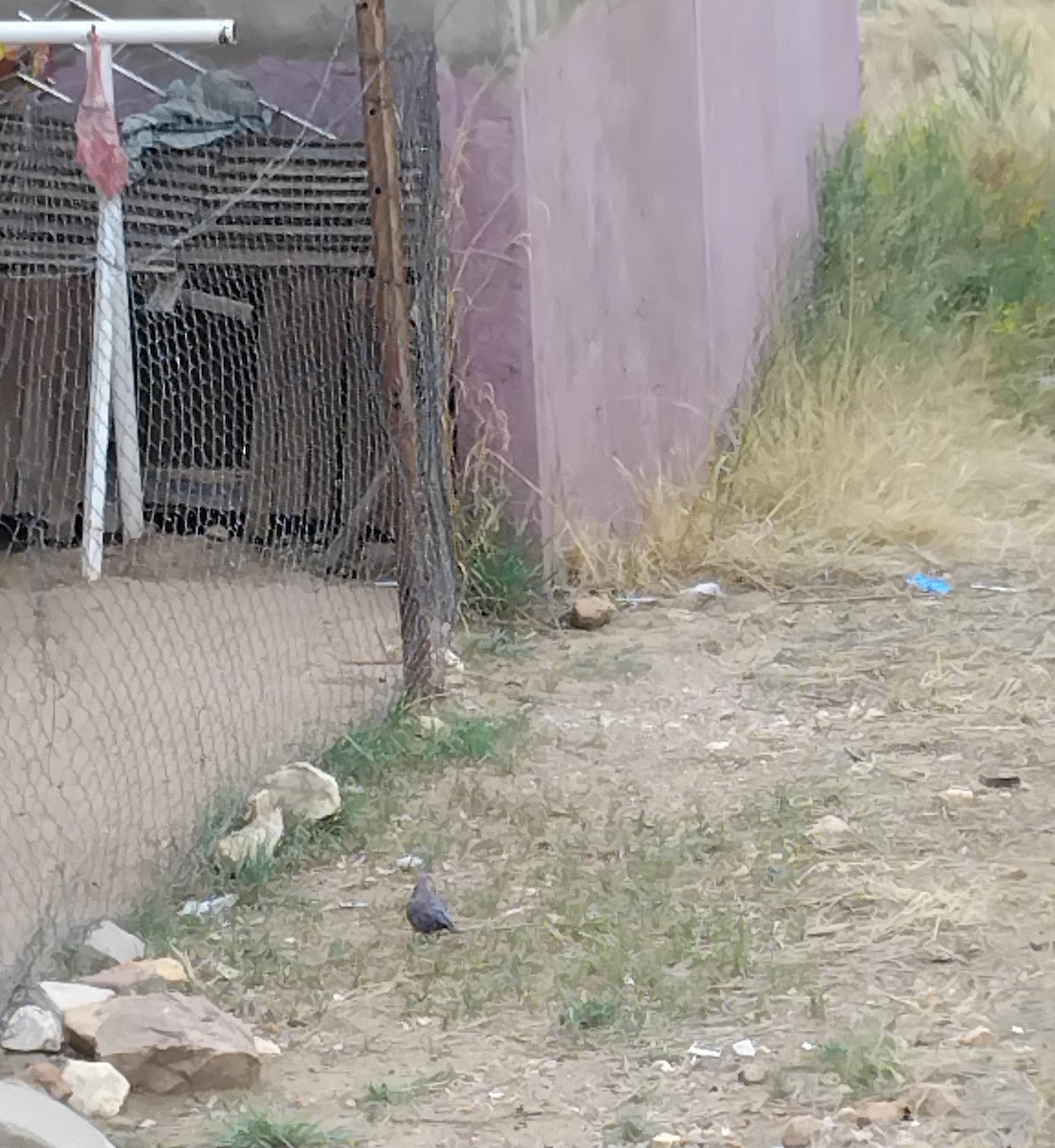 Laughing Dove - ML646478094