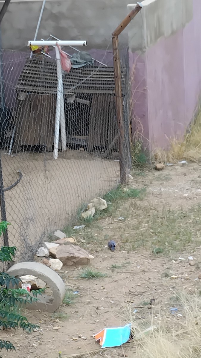 Laughing Dove - ML646478095